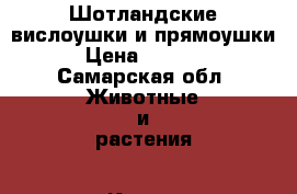 Шотландские вислоушки и прямоушки › Цена ­ 4 000 - Самарская обл. Животные и растения » Кошки   